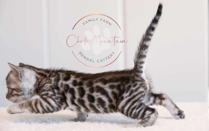 Bengal kitten for sale